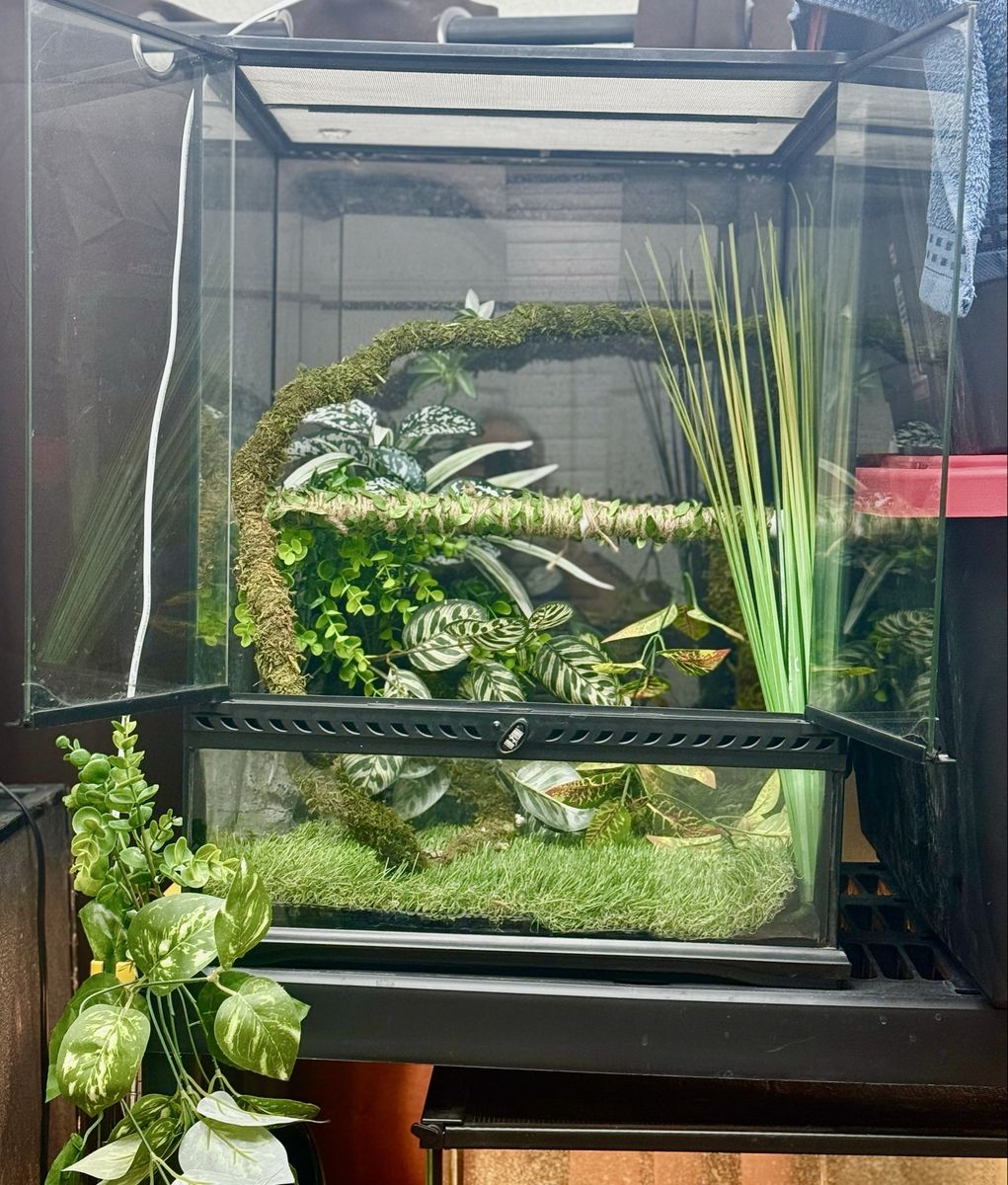 Vertical Front Entry Exo Terra 12x12x18 Glass Terrarium with Custom Background, Plants, & Accessories for Reptiles/Amphibians