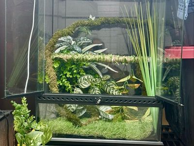 Vertical Front Entry Exo Terra 12x12x18 Glass Terrarium with Custom Background, Plants, & Accessories for Reptiles/Amphibians