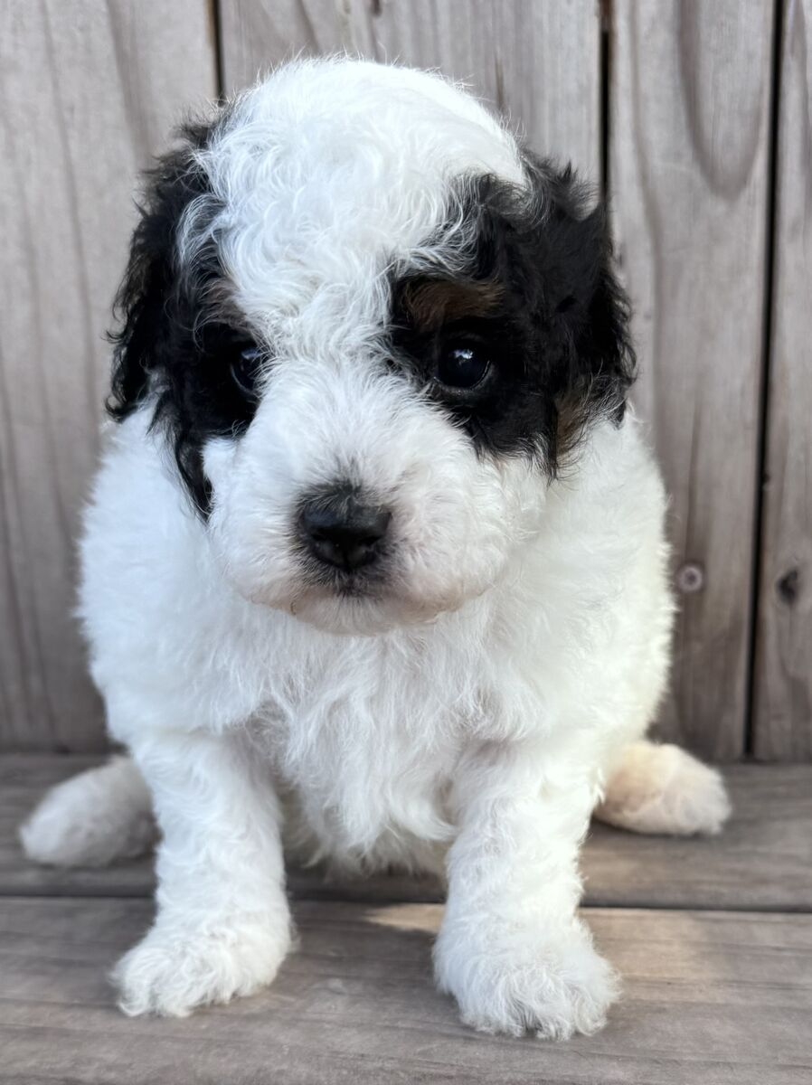 Toy,  Mini, Moyen Poodle Puppies
