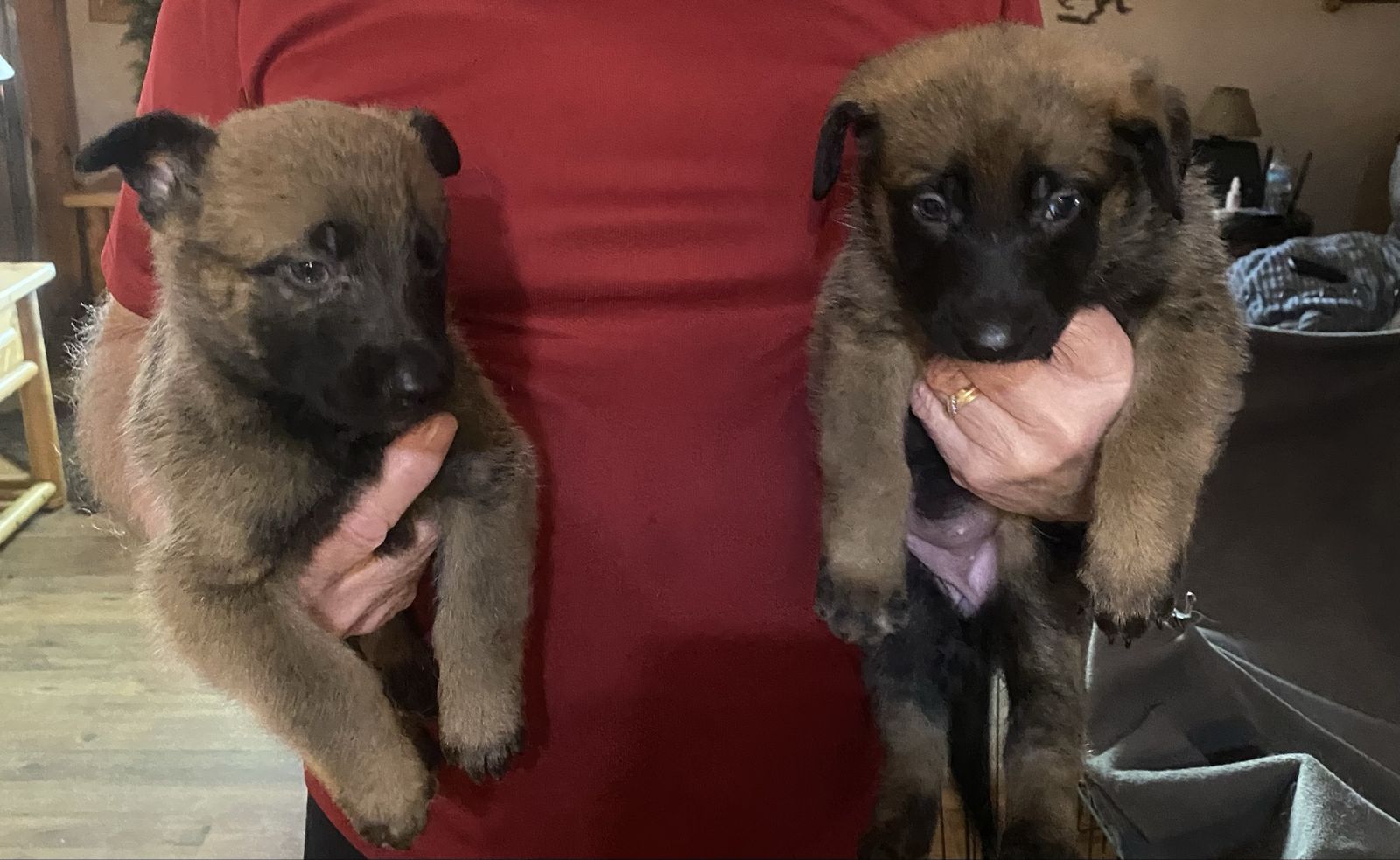 Belgian Malinois puppies