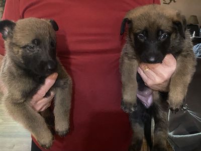 Belgian Malinois puppies