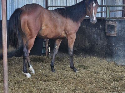 2025 AQHA Stud Colt