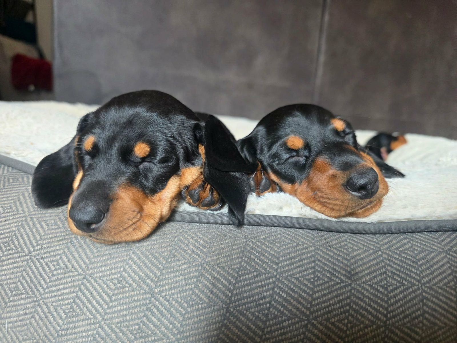 Dachshund Puppies