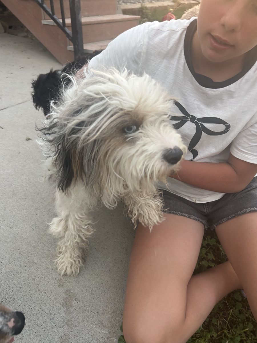 Free Mini Aussiedoodle
