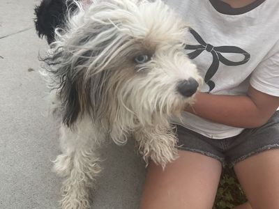 Free Mini Aussiedoodle