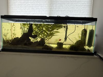 Fish tank, with fish and all supplies.
