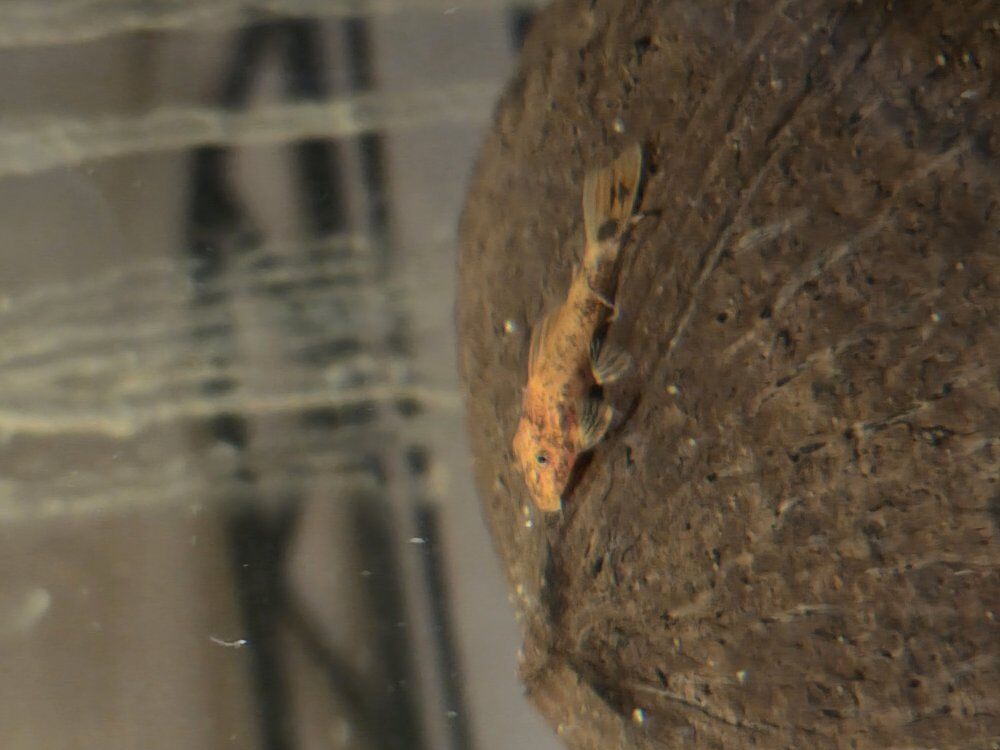 Super Red Calico Pleco Babies
