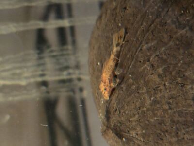 Super Red Calico Pleco Babies