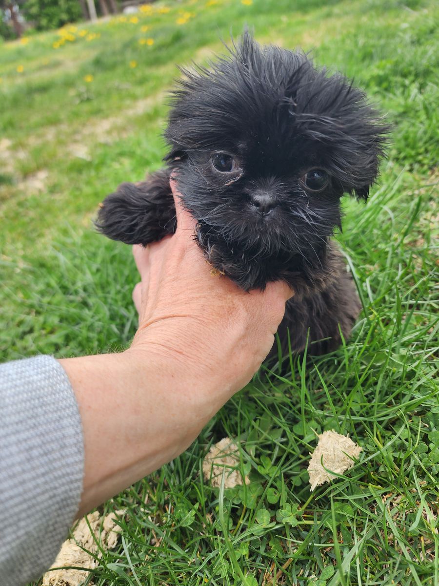 Tiny hypoallergenic micro Shih Tzus