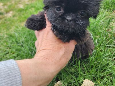 Tiny hypoallergenic micro Shih Tzus