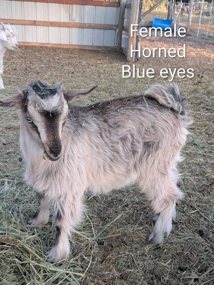 Fainting Goat. kids