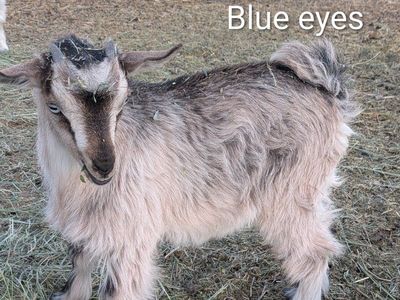 Fainting Goat. kids