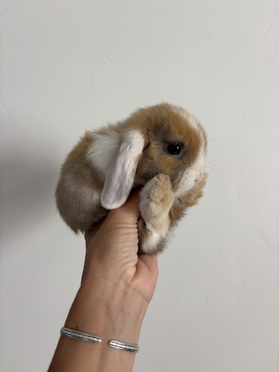 Holland lop buck