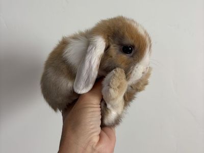 Holland lop buck