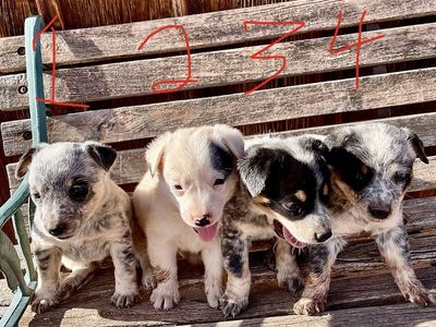 Heeler Puppies