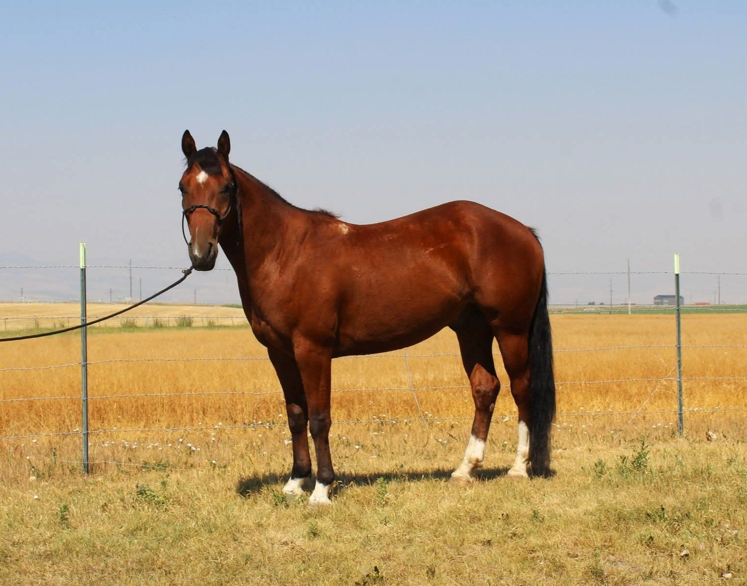 2023 AQHA Gelding Riata Buckle/Royal Crown