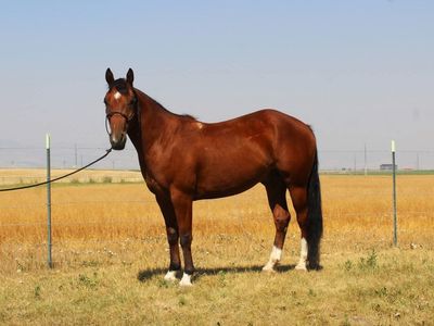 2023 AQHA Gelding Riata Buckle/Royal Crown