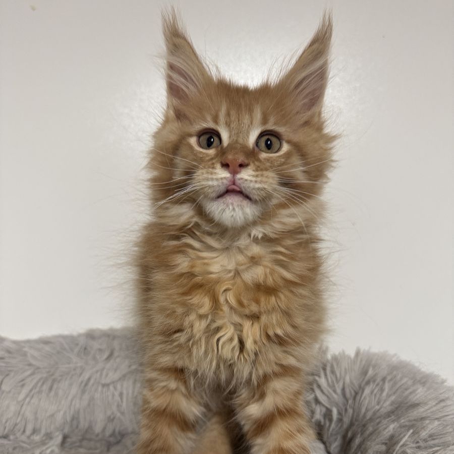 Adorable Maine Coon Kittens TICA