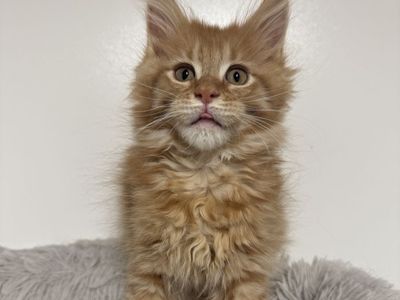 Adorable Maine Coon Kittens TICA