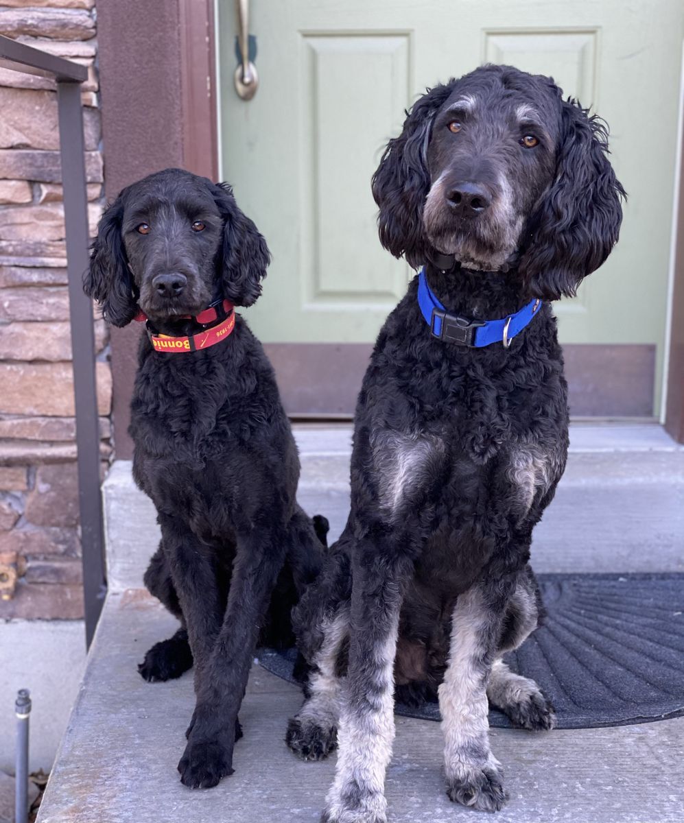 6 Year Poodle/Old English Sheepdog Mix male and female