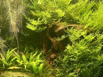 Java Moss