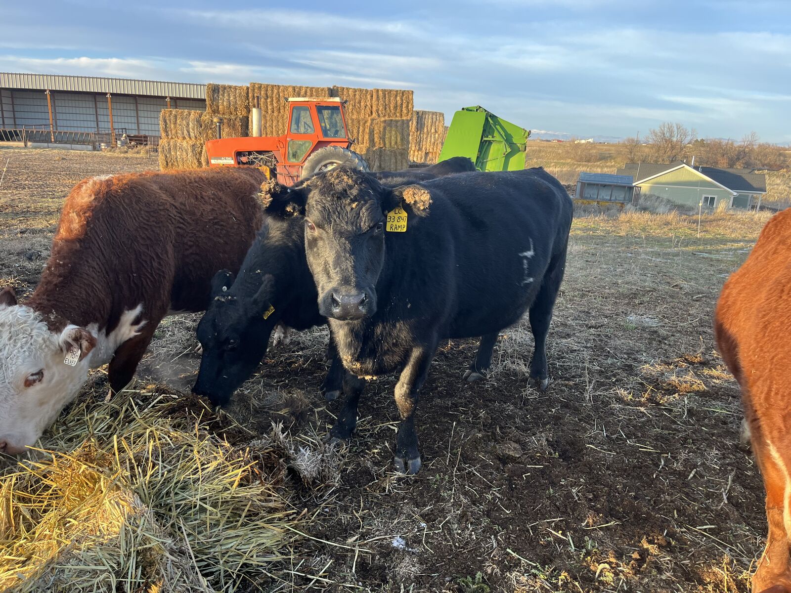 Registered Angus cow.