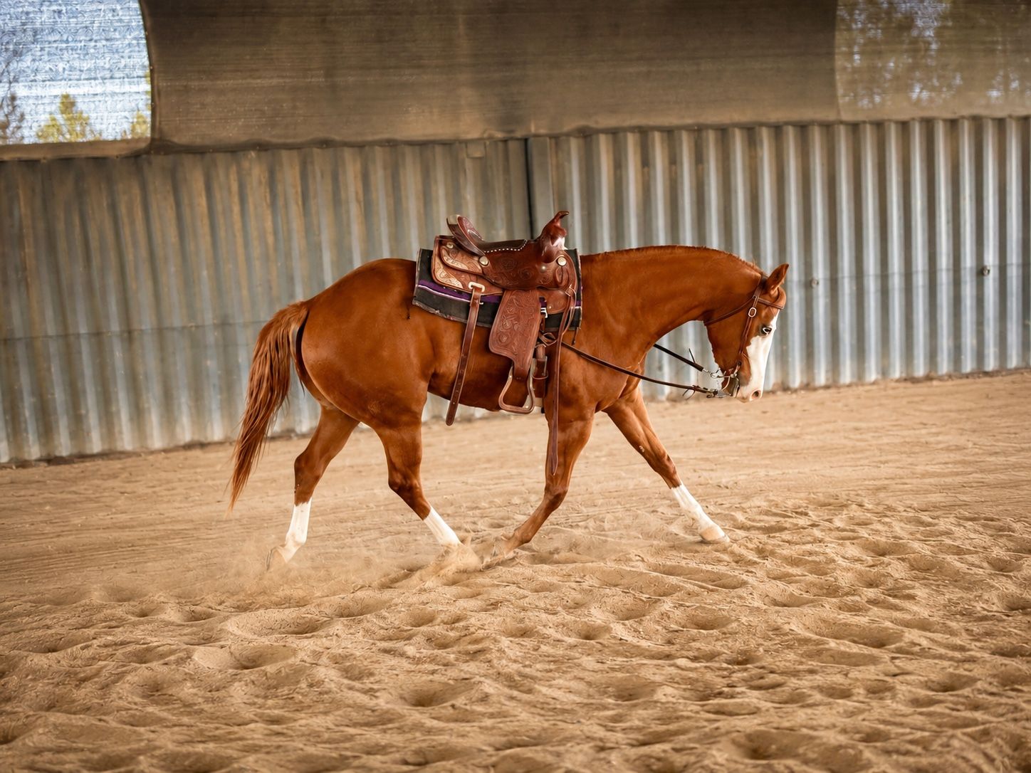 Koolio - APHA/AQHA Double Registered 3-Year-Old Gelding - Exceptional Mind & Conformation