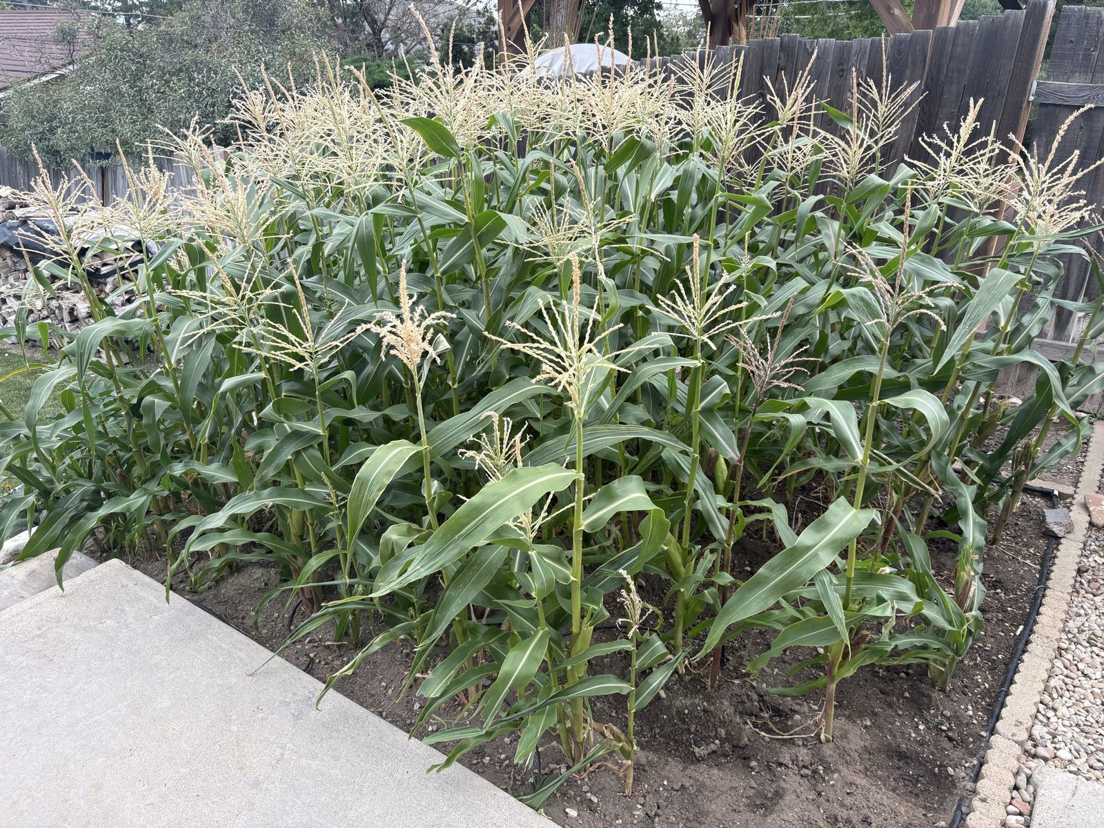 Fresh cornstalks