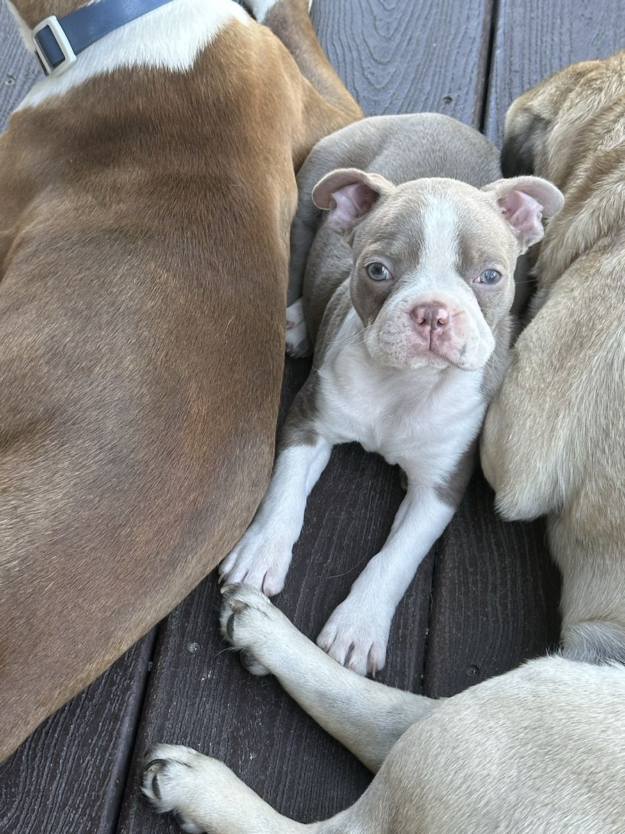 1 female Boston terrier