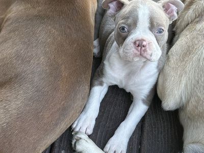 1 female Boston terrier