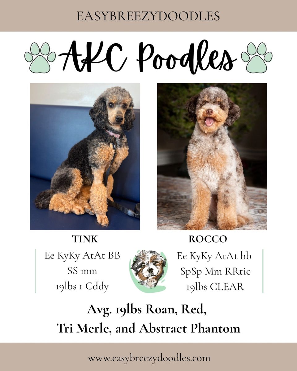 AKC Poodles