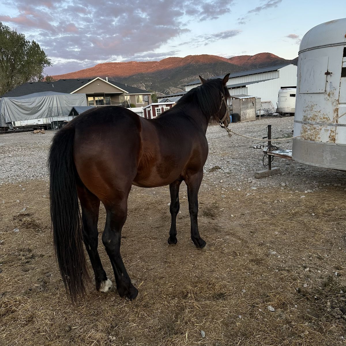 2 1/2 year old gelding