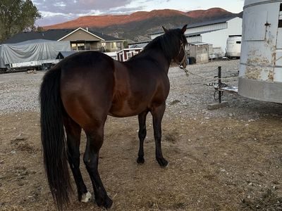2 1/2 year old gelding