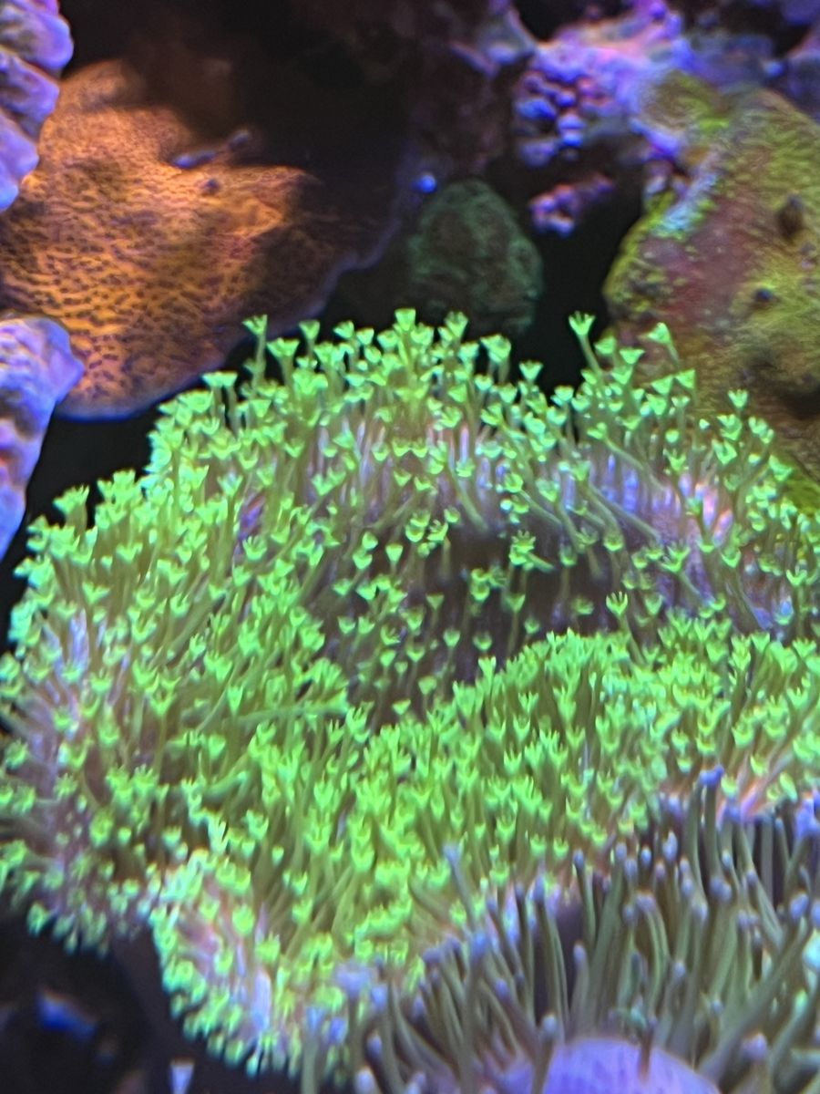 Coral frags - Toxic green toadstools