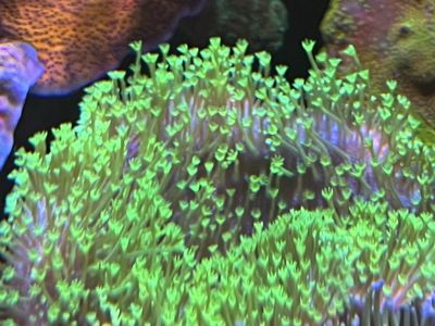 Coral frags - Toxic green toadstools