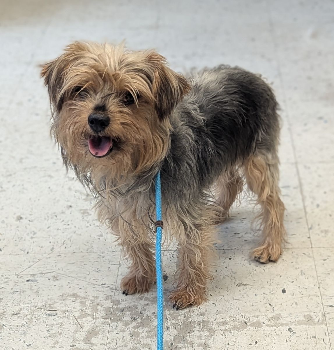 A164970 Rumble is Available for Adoption!