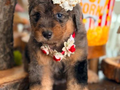 Mini Bernedoodles