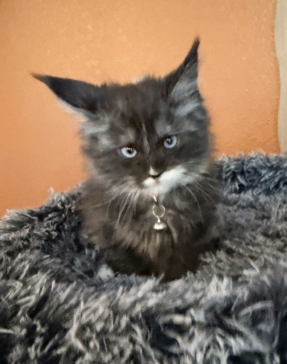 Maine Coon Kitten - Sapphire