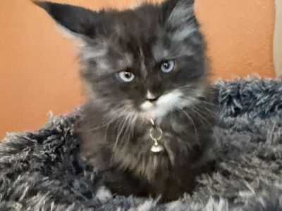 Maine Coon Kitten - Sapphire