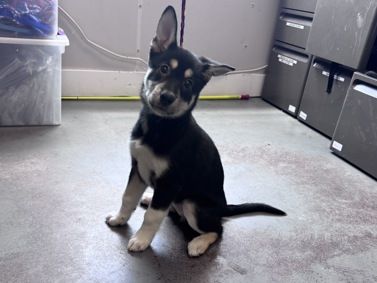 A164381 Andromeda, Available for Adoption