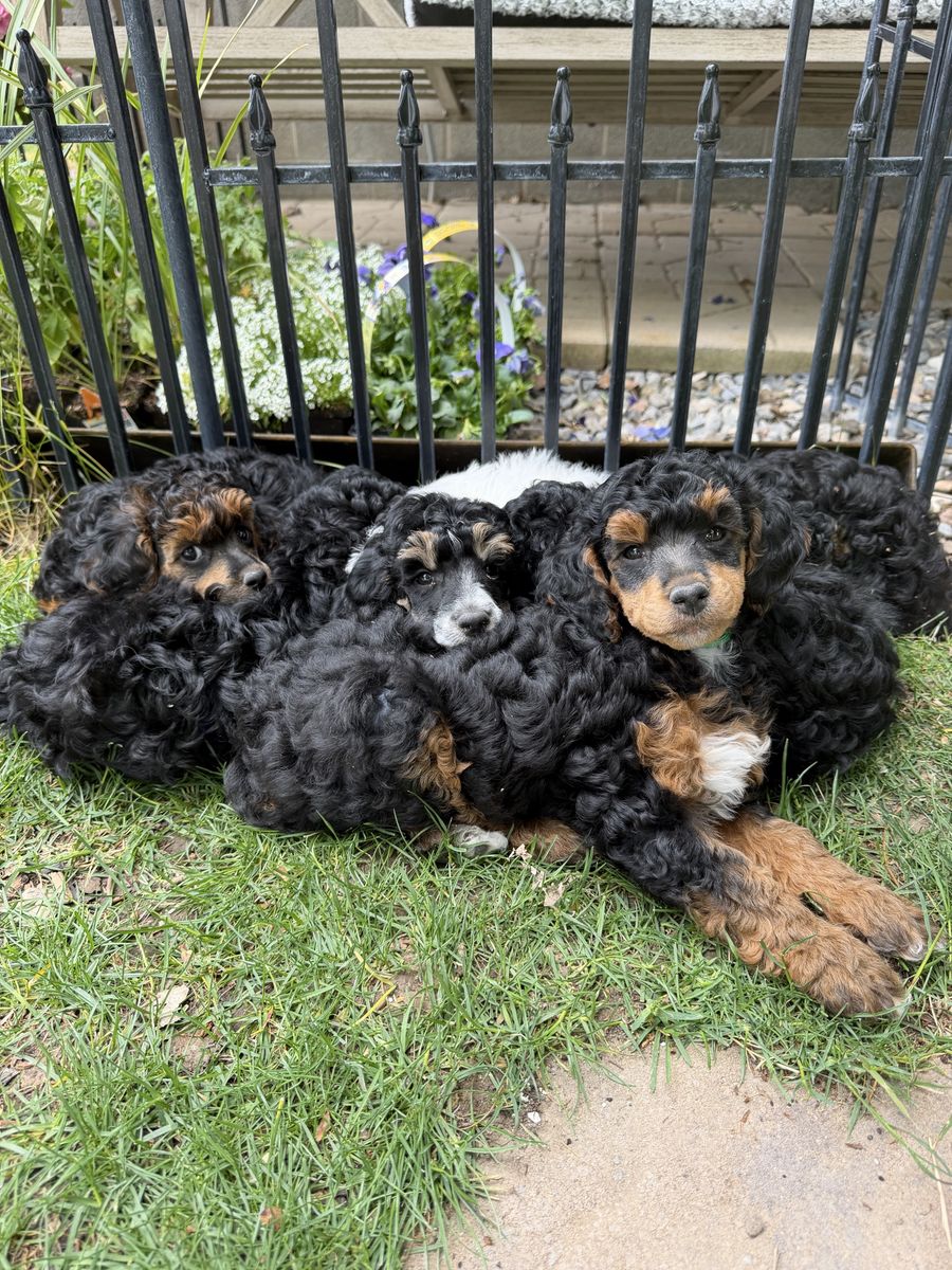 Miniature Poodle Puppies