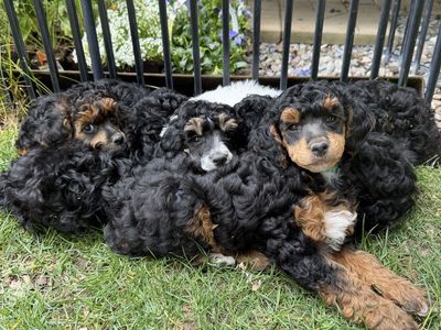 Miniature Poodle Puppies