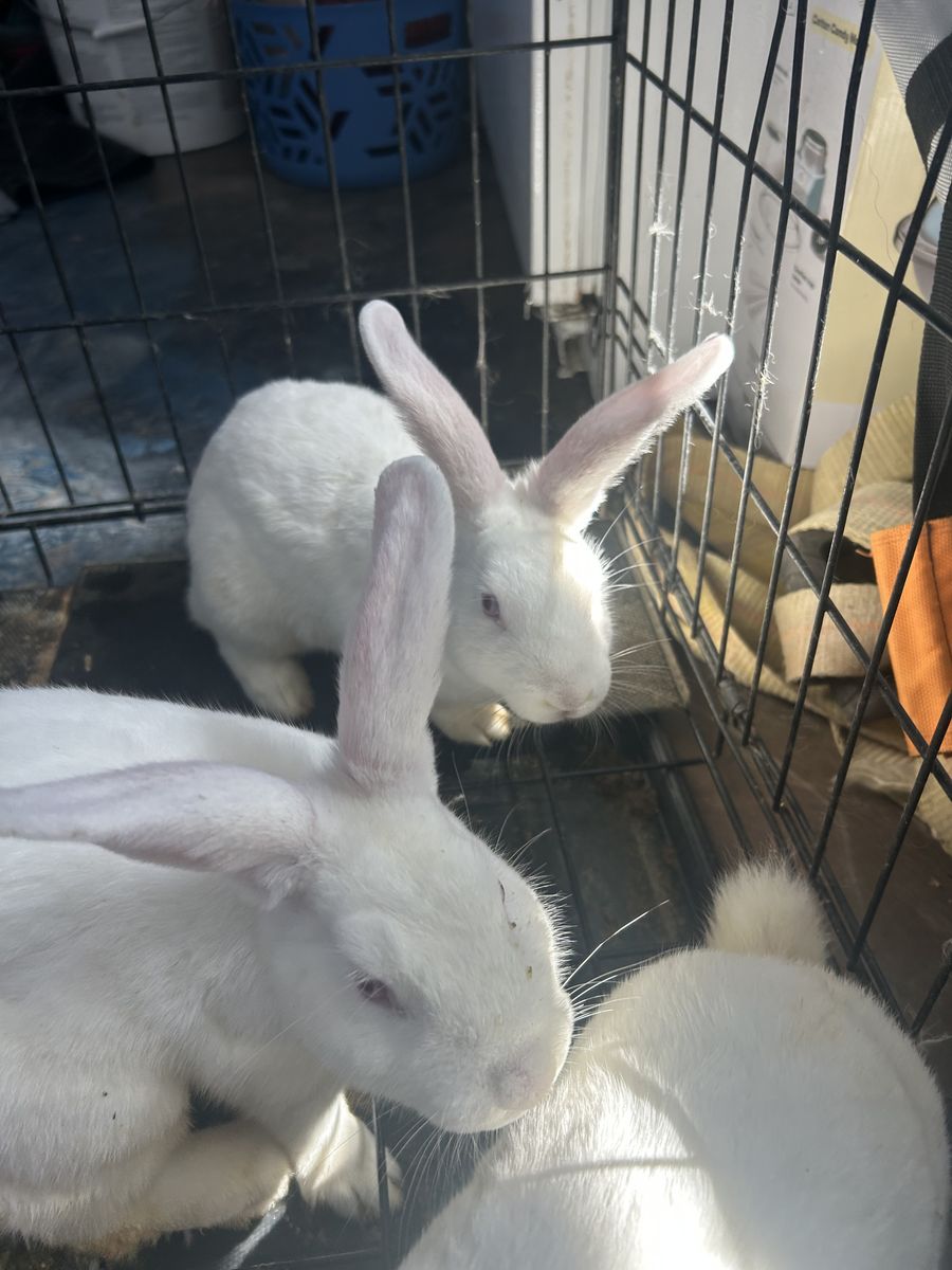 Red Eye New Zealand White bunnies