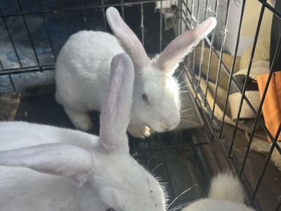 Red Eye New Zealand White bunnies