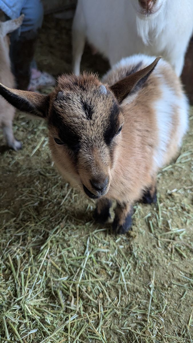 Weaned Buck (born 2/12/26)
