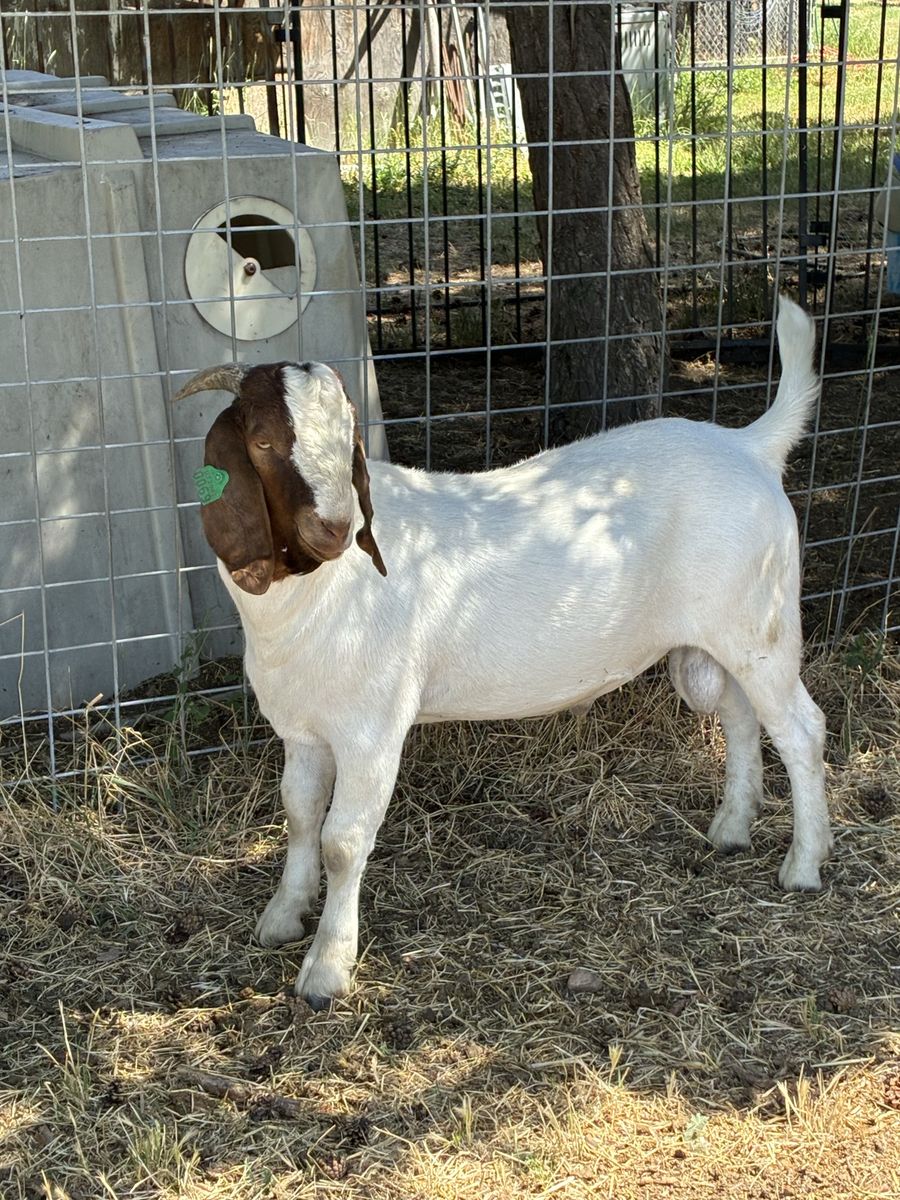 Purebred Boer Buck