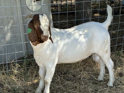 Purebred Boer Buck