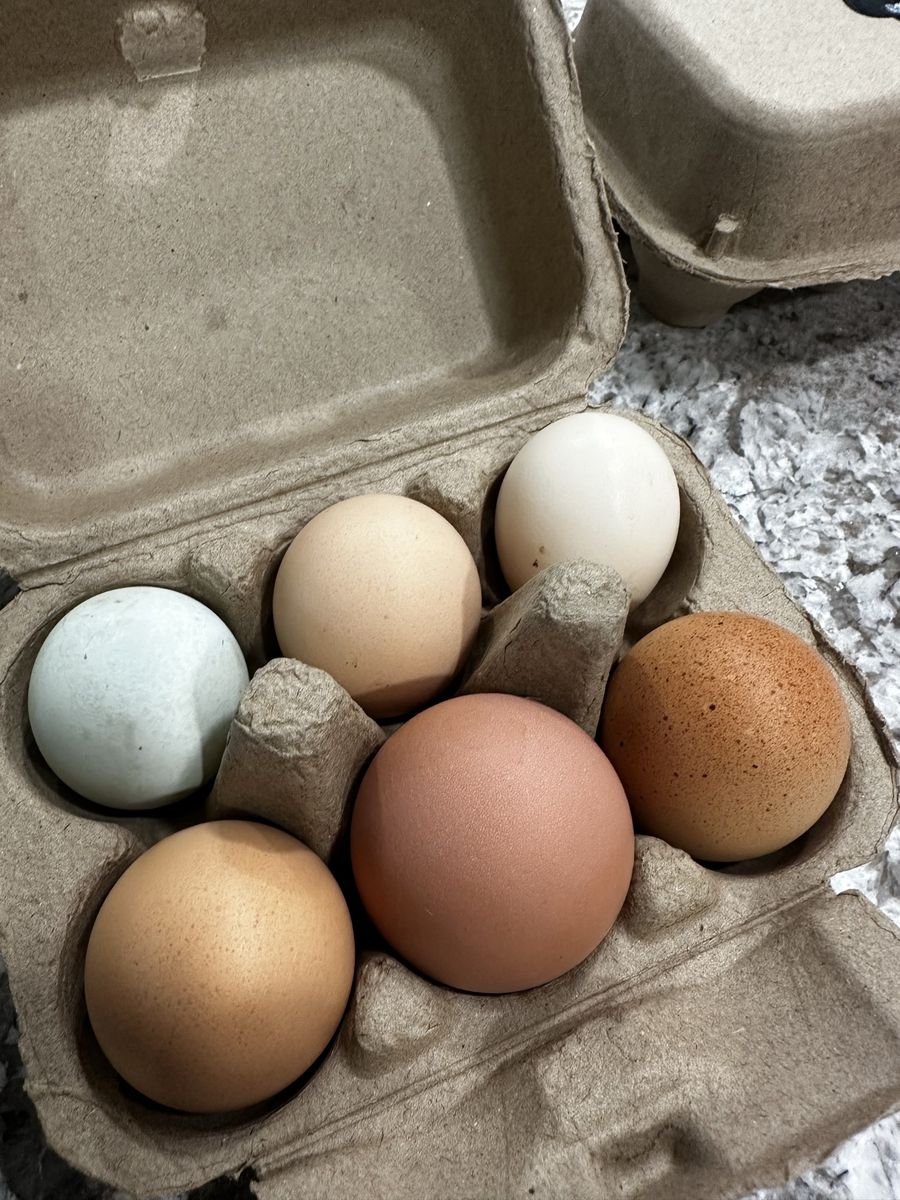Farm Fresh Chicken Eggs