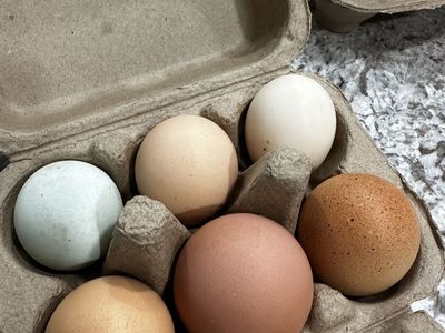 Farm Fresh Chicken Eggs