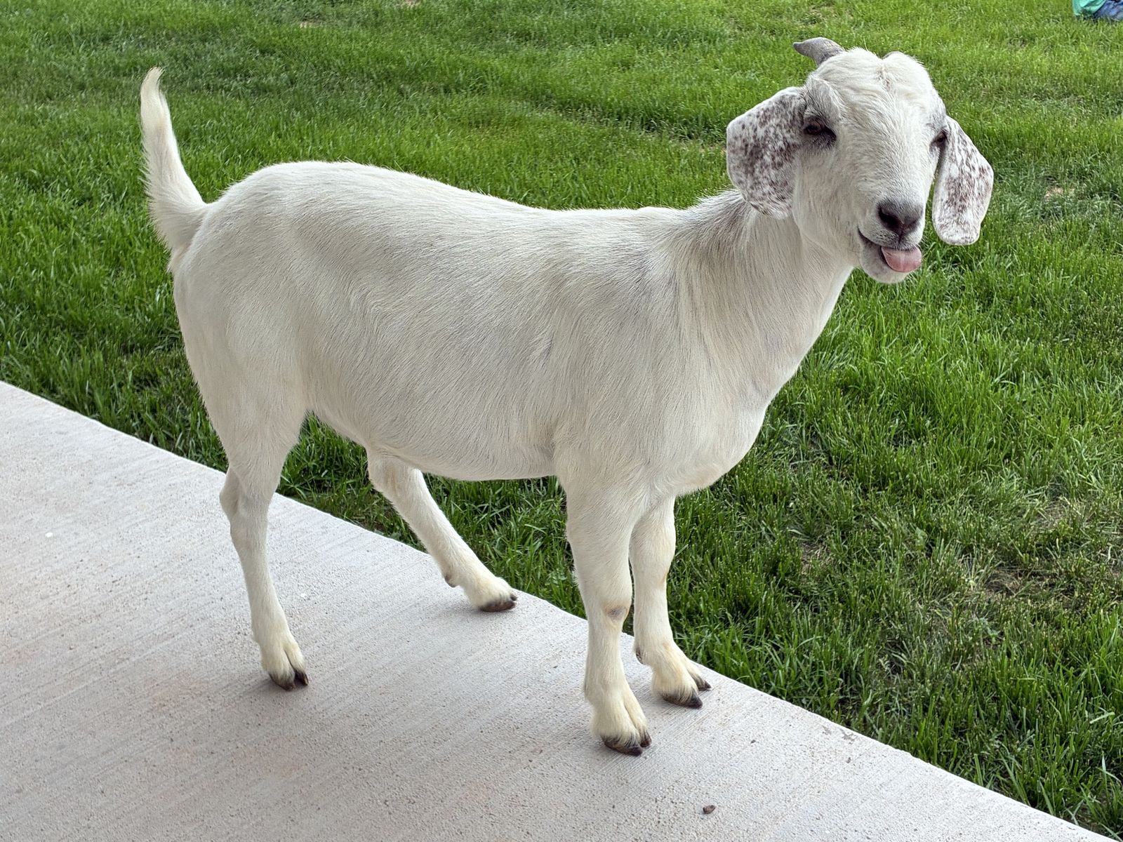 Nanny Goats